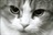 猫朋狗友