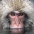 steppenwolf/919071/1-01-01 00:00