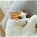 momoTOT(263126)