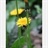 everstone1953296