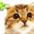 虎头猫