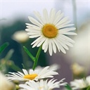 Herb(851718)