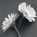 米迦勒雏菊(2587779)
