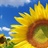 fantasy_e