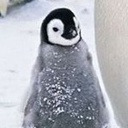 青春小家雀(1648030)