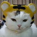 魔法蓝猫(852674)