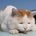 魔法蓝猫(852674)