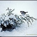 飘雪664082(664082)