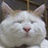 红眼狗狗/1752886/1-01-01 00:00