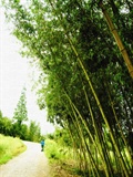 外婆家:竹林