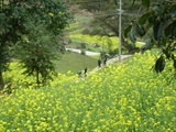 DSCN7415