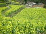 DSCN7396