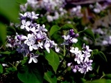 丁香花（紫色）