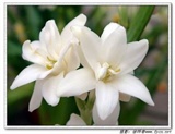 昙花