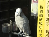 鹦鹉3