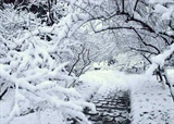 雪