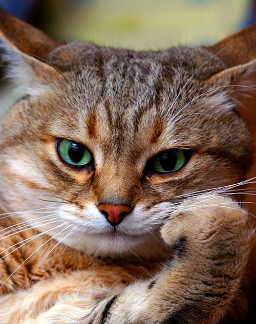 喵星人 5D9FF94A-0763-4B39-B0A8-E988E993AB2C_500.jpg