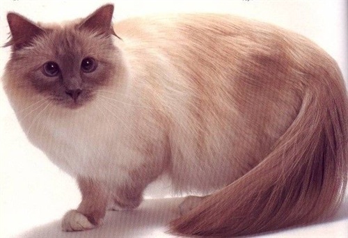 伯曼猫,