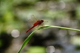 DSC00768