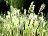 草