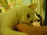 我们家猫