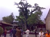 20071003嵩阳书院将军柏
