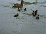 龙潭湖10